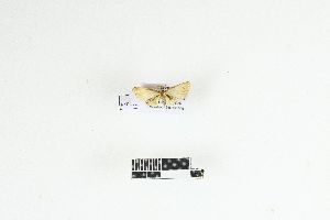  ( - RKIT00123_0102)  @11 [ ] cc-by-nc-sa (2025) Gauche Mirana PVBMT Research Unit, University of Reunion, CIRAD