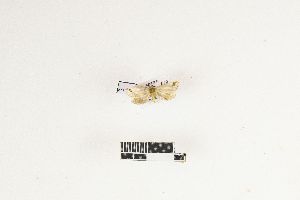  ( - RKIT00128_0101)  @11 [ ] cc-by-nc-sa (2025) Gauche Mirana PVBMT Research Unit, University of Reunion, CIRAD