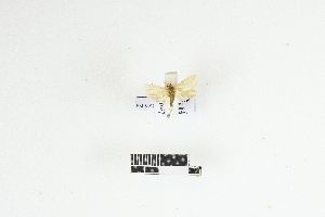  ( - RKIT00128_0102)  @11 [ ] cc-by-nc-sa (2025) Gauche Mirana PVBMT Research Unit, University of Reunion, CIRAD