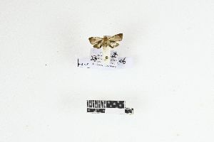  (Cryptophlebia gomyi - RKIT00132_0101)  @11 [ ] cc-by-nc-sa (2025) Gauche Mirana PVBMT Research Unit, University of Reunion, CIRAD