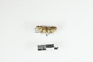  (Cryptophlebia ecnomia - RKIT00133_0101)  @11 [ ] cc-by-nc-sa (2025) Gauche Mirana PVBMT Research Unit, University of Reunion, CIRAD