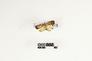  (Cryptophlebia destrumeli - RKIT00134_0101)  @11 [ ] cc-by-nc-sa (2025) Gauche Mirana PVBMT Research Unit, University of Reunion, CIRAD