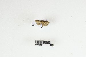  (Cryptophlebia colasi - RKIT00135_0101)  @11 [ ] cc-by-nc-sa (2025) Gauche Mirana PVBMT Research Unit, University of Reunion, CIRAD