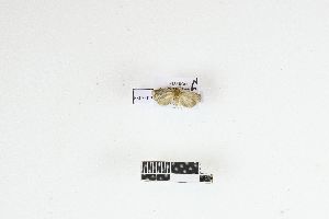  ( - RKIT00137_0101)  @11 [ ] cc-by-nc-sa (2025) Gauche Mirana PVBMT Research Unit, University of Reunion, CIRAD