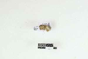  ( - RKIT00137_0102)  @11 [ ] cc-by-nc-sa (2025) Gauche Mirana PVBMT Research Unit, University of Reunion, CIRAD