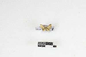  ( - RKIT00148_0102)  @11 [ ] cc-by-nc-sa (2025) Gauche Mirana PVBMT Research Unit, University of Reunion, CIRAD