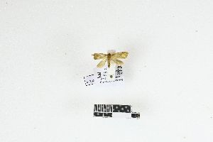  (Chrysocentris - RKIT00149_0101)  @11 [ ] cc-by-nc-sa (2025) Gauche Mirana PVBMT Research Unit, University of Reunion, CIRAD