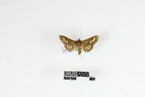  (Banisia clathrula - RKIT00150_0101)  @11 [ ] cc-by-nc-sa (2025) Gauche Mirana PVBMT Research Unit, University of Reunion, CIRAD