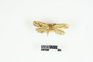  (Tiquadra guillermeti - RKIT00162_0101)  @11 [ ] cc-by-nc-sa (2025) Gauche Mirana PVBMT Research Unit, University of Reunion, CIRAD