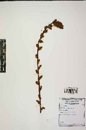  ( - LO_1769)  @11 [ ] cc-by-nc-sa (2023) Gauche Mirana PVBMT Research Unit, University of Reunion, CIRAD