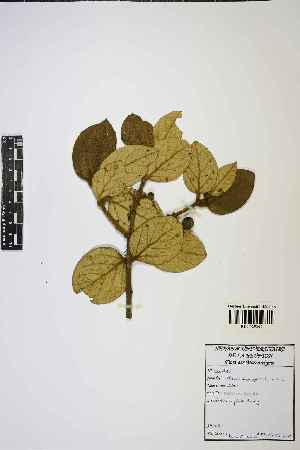  ( - LO_1725)  @11 [ ] cc-by-nc-sa (2023) Gauche Mirana PVBMT Research Unit, University of Reunion, CIRAD