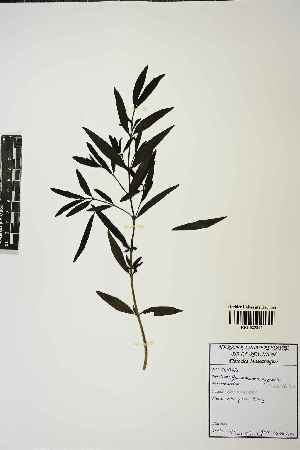  ( - LO_1723)  @11 [ ] cc-by-nc-sa (2023) Gauche Mirana PVBMT Research Unit, University of Reunion, CIRAD
