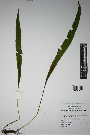  (Elaphoglossum acrostichoides - REU031572)  @11 [ ] cc-by-nc-sa (2024) Gauche Mirana PVBMT Research Unit, University of Reunion, CIRAD