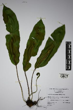  ( - REU031574)  @11 [ ] cc-by-nc-sa (2024) Gauche Mirana PVBMT Research Unit, University of Reunion, CIRAD
