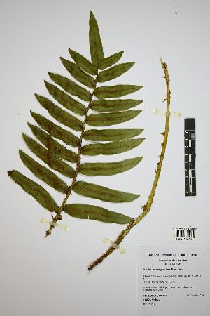  (Blechnum marginatum - REU031660)  @11 [ ] cc-by-nc-sa (2024) Gauche Mirana PVBMT Research Unit, University of Reunion, CIRAD