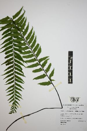  (Asplenium pellucidum - REU031663)  @11 [ ] cc-by-nc-sa (2024) Gauche Mirana PVBMT Research Unit, University of Reunion, CIRAD