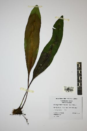  (Elaphoglossum macropodium - REU031783)  @11 [ ] cc-by-nc-sa (2024) Gauche Mirana PVBMT Research Unit, University of Reunion, CIRAD