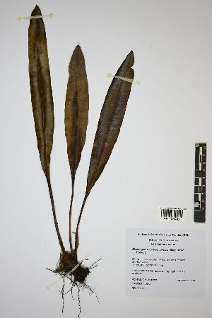  (Elaphoglossum lepervanchii - REU031793)  @11 [ ] cc-by-nc-sa (2024) Gauche Mirana PVBMT Research Unit, University of Reunion, CIRAD