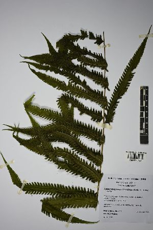  (Sphaerostephanos elatus - REU031798)  @11 [ ] cc-by-nc-sa (2024) Gauche Mirana PVBMT Research Unit, University of Reunion, CIRAD