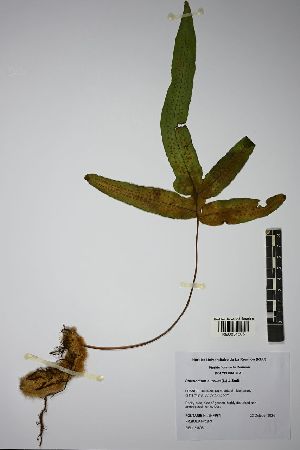  ( - REU031805)  @11 [ ] cc-by-nc-sa (2024) Gauche Mirana PVBMT Research Unit, University of Reunion, CIRAD