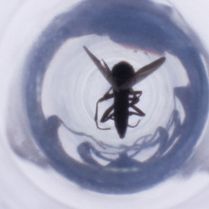  ( - MOZZ00000912A_B7)  @11 [ ] by  Genome Research Ltd as Wellcome Sanger Institute Genome Research Limited operating as Wellcome Sanger Institute