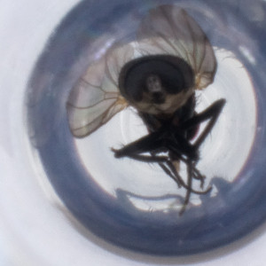  ( - MOZZ00000913A_B11)  @11 [ ] by  Genome Research Ltd as Wellcome Sanger Institute Genome Research Limited operating as Wellcome Sanger Institute