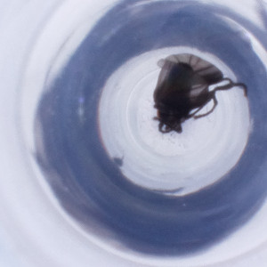  ( - MOZZ00000914A_B12)  @11 [ ] by  Genome Research Ltd as Wellcome Sanger Institute Genome Research Limited operating as Wellcome Sanger Institute