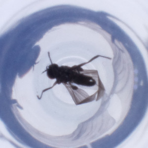  ( - MOZZ00000915A_H1)  @11 [ ] by  Genome Research Ltd as Wellcome Sanger Institute Genome Research Limited operating as Wellcome Sanger Institute