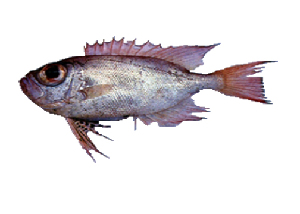  ( - 021 Lim)  @11 [ ] CreativeCommons - Attribution Non-Commercial Share-Alike (2015) Christina John FRIB