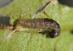  ( - FRC00779)  @11 [ ] CreativeCommons - Attribution Non-Commercial Share-Alike (2017) Carlo L. Seifert Institute of Entomology, Biology Centre CAS, Ceske Budejovice