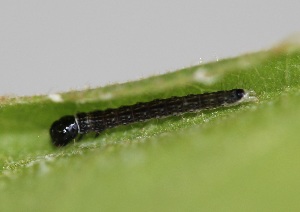  ( - FRC00939)  @12 [ ] CreativeCommons - Attribution Non-Commercial Share-Alike (2017) Carlo L. Seifert Institute of Entomology, Biology Centre CAS, Ceske Budejovice