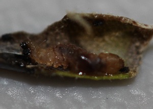  ( - FRC01020)  @11 [ ] CreativeCommons - Attribution Non-Commercial Share-Alike (2017) Carlo L. Seifert Institute of Entomology, Biology Centre CAS, Ceske Budejovice