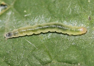  ( - FRC12290)  @12 [ ] CreativeCommons - Attribution Non-Commercial Share-Alike (2017) Carlo L. Seifert Institute of Entomology, Biology Centre CAS, Ceske Budejovice