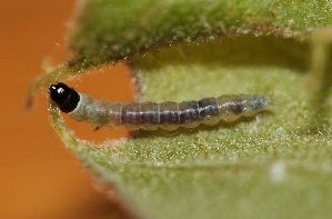  ( - FRC20328)  @12 [ ] CreativeCommons - Attribution Non-Commercial Share-Alike (2017) Carlo L. Seifert Institute of Entomology, Biology Centre CAS, Ceske Budejovice