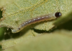 ( - FRC20335)  @12 [ ] CreativeCommons - Attribution Non-Commercial Share-Alike (2017) Carlo L. Seifert Institute of Entomology, Biology Centre CAS, Ceske Budejovice