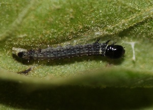  ( - FRC20699)  @12 [ ] CreativeCommons - Attribution Non-Commercial Share-Alike (2017) Carlo L. Seifert Institute of Entomology, Biology Centre CAS, Ceske Budejovice
