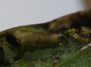  ( - FRC20716)  @11 [ ] CreativeCommons - Attribution Non-Commercial Share-Alike (2017) Carlo L. Seifert Institute of Entomology, Biology Centre CAS, Ceske Budejovice