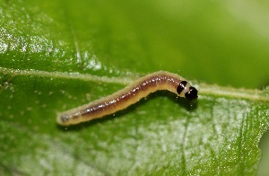  ( - FRC20986)  @11 [ ] CreativeCommons - Attribution Non-Commercial Share-Alike (2017) Carlo L. Seifert Institute of Entomology, Biology Centre CAS, Ceske Budejovice