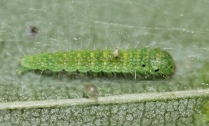  ( - FRC31190)  @12 [ ] CreativeCommons - Attribution Non-Commercial Share-Alike (2017) Carlo L. Seifert Institute of Entomology, Biology Centre CAS, Ceske Budejovice