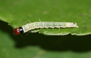  ( - FRC31273)  @12 [ ] CreativeCommons - Attribution Non-Commercial Share-Alike (2017) Carlo L. Seifert Institute of Entomology, Biology Centre CAS, Ceske Budejovice