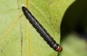  ( - FRC31449)  @12 [ ] CreativeCommons - Attribution Non-Commercial Share-Alike (2017) Carlo L. Seifert Institute of Entomology, Biology Centre CAS, Ceske Budejovice