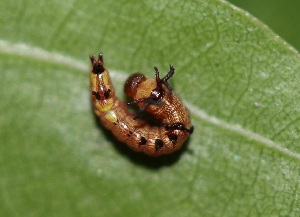  ( - FRC40324)  @12 [ ] CreativeCommons - Attribution Non-Commercial Share-Alike (2017) Carlo L. Seifert Institute of Entomology, Biology Centre CAS, Ceske Budejovice