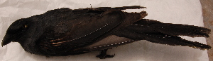  ( - NC008-EP)  @12 [ ] Unspecified (default): All Rights Reserved  No Rights Reserved Unspecified