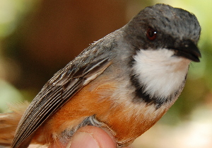  (Pachycephala rufiventris - NC060-EP)  @13 [ ] Unspecified (default): All Rights Reserved  No Rights Reserved Unspecified