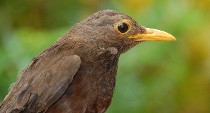  (Turdus poliocephalus - NC100-EP)  @14 [ ] Unspecified (default): All Rights Reserved  No Rights Reserved Unspecified