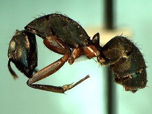  (Camponotus ACZ2597 - RDT0125_308)  @13 [ ] CreativeCommons - Attribution (2016) David A. Donoso Universidad de Cuenca