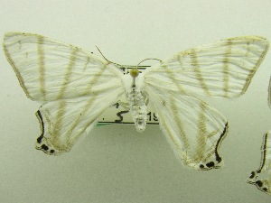  ( - USNM ENT 00703092)  @11 [ ] Unspecified (default): All Rights Reserved  Unspecified Unspecified