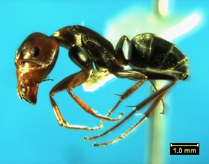  (Camponotus vestitus - ASA_IBA_78_03)  @14 [ ] Copyright (2011) Brigitte Braschler DST-NRF Centre of Excellence for Invasion Biology, Department of Botany and Zoology, Stellenbosch University
