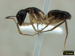 (Camponotus baynei - ASA_IBA_RONF01032007_1.2)  @11 [ ] Copyright (2012) Brigitte Braschler DST-NRF Centre of Excellence for Invasion Biology, Department of Botany and Zoology, Stellenbosch University