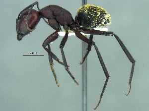  (Camponotus brevisetosus - 38750_HYM-C006710_brevisetosus_H11)  @11 [ ] Copyright (2021) Iziko Museums of South Africa Iziko Museums of South Africa